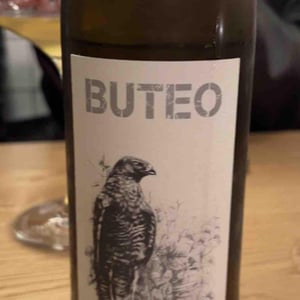 Little Buteo - Sol - Michael Gindl 