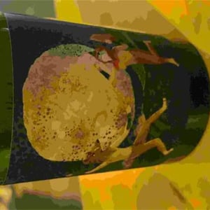Luna Llena - Alex Craighead Wines - Don & Kindeli Wines - alex-craighead-josefina-venturino