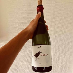 Merla - Alella - alta-alella