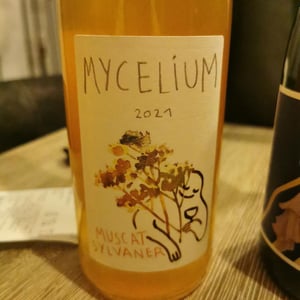 Mycelium - Mycélium - arthur-joskin-gentiane-angeli -2021