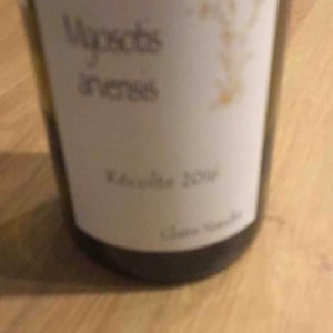 Domaine Henri Naudin-Ferrand - Claire Naudin - Myosotis Arvensis