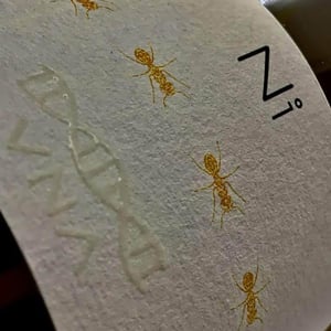 N.1 - VNA - fiori-uberto-alessandro-e-federico -2017