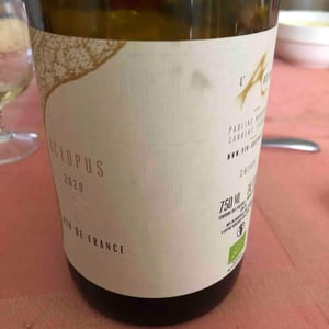 Octopus Blanc - L'Austral - Pauline Mourrain & Laurent Troubat -2020