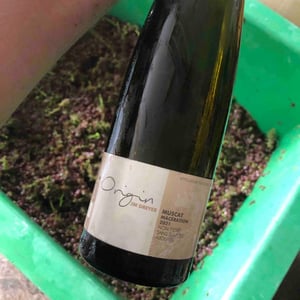 Origin Muscat Macération - J.M. Dreyer - Jean-Marc Dreyer 