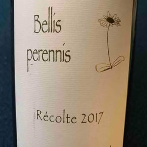 Bellis Perennis 2017