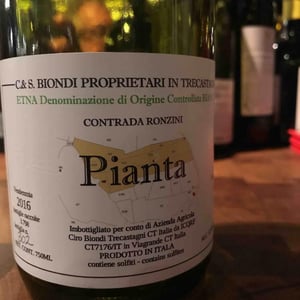 Pianta - Ciro Biondi - Ciro Biondi 