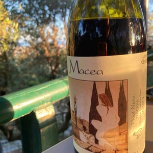 Pinot Nero - Azienda Agricola Macea - Cipriano & Antonio Barsanti 