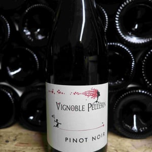Pinot Noir - Vignoble Pellerin - jean-christophe-baptiste-lucien-pellerin
