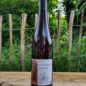 Pinot Noir - Domaine Kleinknecht - andre-kleinknecht