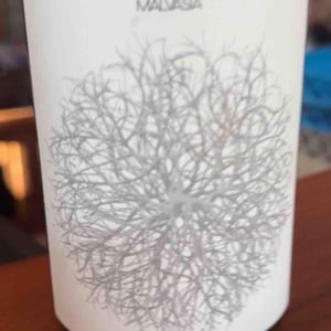 Salicornio Malvasia - Finca Casa Balaguer - marta-ribera-andres-carull