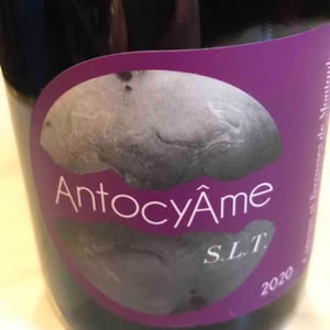 S.L.T - AntocyÂme - muriel-zoldan