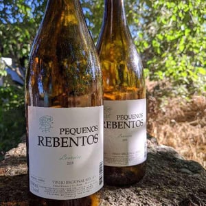 Pequenos Rebentos - Márcio Lopes - marcio-lopes -2018