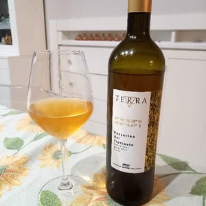 Terra Bianco 2018 - Agricola Agricola Macciocca - Mario Macciocca