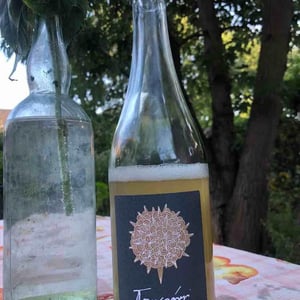 Petnat - Tomcsányi Családi Birtok - Tomcsányi Family -2021