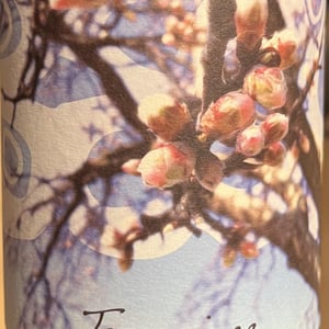 Traminer - Weingut Beck - Judith Beck -2024