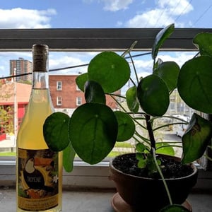 Tropicale - Sete - Vini Naturali - emiliano-giorgi-arcangelo-galuppi-martina-dalessio