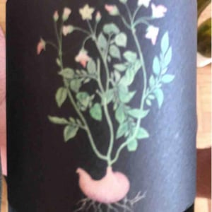 Vin des Potes - Basile Passe - Trotocaz X Ledogar