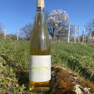 Welschriesling - Šiklóš Winery - viktor-sipos