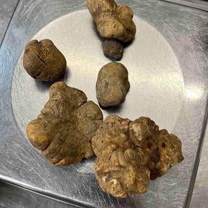 White Truffle - Tree Brasserie - 532949
