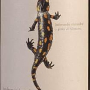 Salamander - Morillon