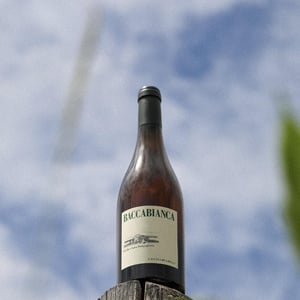 Baccabianca - Tenuta Grillo - guido-zampaglione