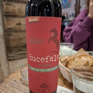 Bucefalo - Cantina Orsogna - cantina-orsogna -2020