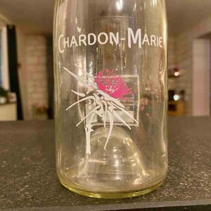 Chardon-Marie - Terre des Chardons - jerome-chardon -2024