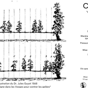 Creûviemot - Domaine du Haut des Champs - jacques-bentz -2022