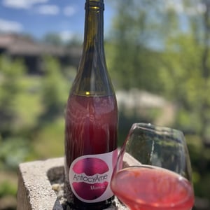 Mamuz - AntocyÂme - muriel-zoldan