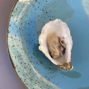 Ostriche - Osti Nati - 953648