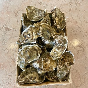 Oysters - Deposito - 928951