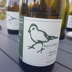 Seyve-Villard cépage résistant Sous Voile - Didier Grappe - didier-et-jules-grappe -2021