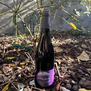 S.L.T - AntocyÂme - muriel-zoldan