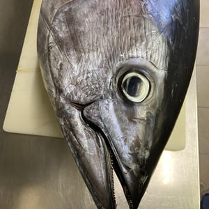 Tonno Nostrano Pescato Ad Amo - Osti Nati - 954308