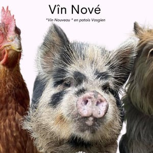 Vîn Nové - Domaine du Haut des Champs - jacques-bentz