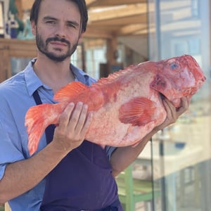 Dorade Cébaste De Ligne - Kalypso - 780046