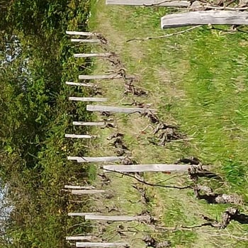 leoleroux