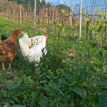 Podere Erica