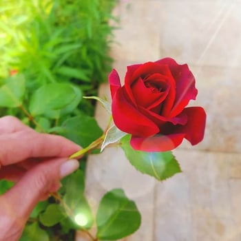 Marie33