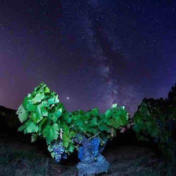 Vindep