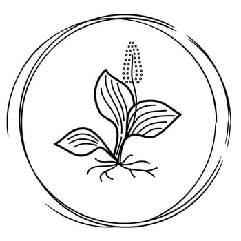 plantago