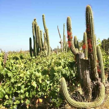 ripe wine imports