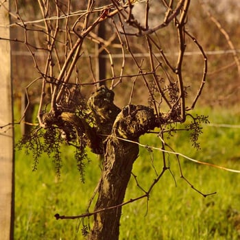 aurelpapilles