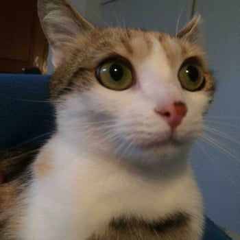 simonette