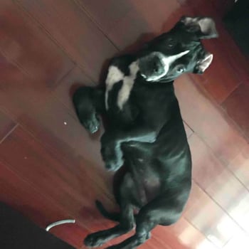 maxyboss