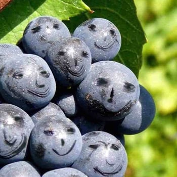 advinameternam