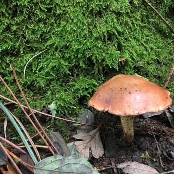 elaeudanlatitia