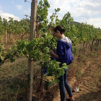 Vera_in_Wineland