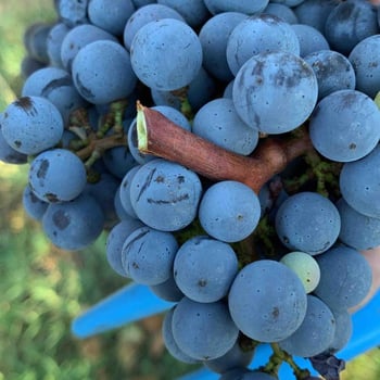 shiraz1980