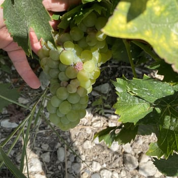 Constantinos librushi